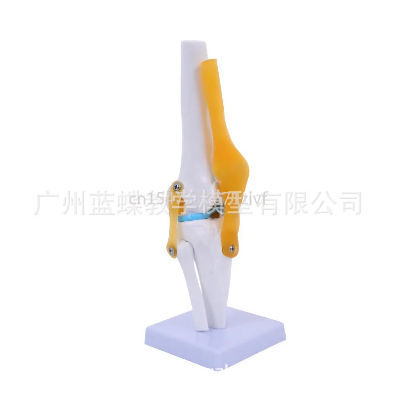 Human Knee Joint Model Knee Joint Ligament Model Functional Knee Joint Model