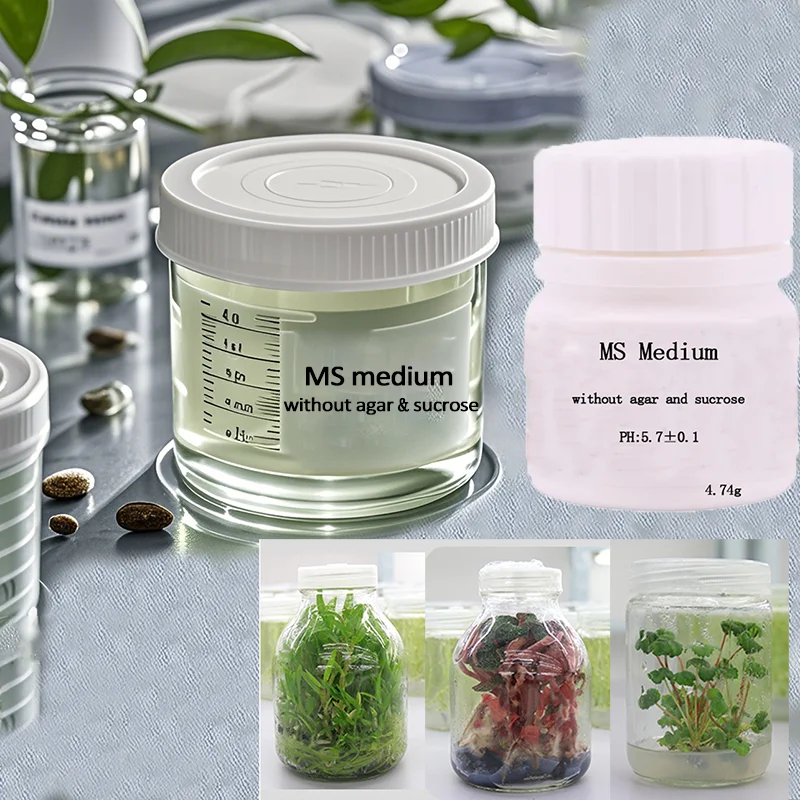 MS medium Without Agar Or Sucrose For Plant Tissue Culture Nutrition Lab 4.74g 250g Plant Tissue Culture Sprouted Flowers