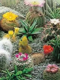 Cacti Seeds A mixture of species 0.2g