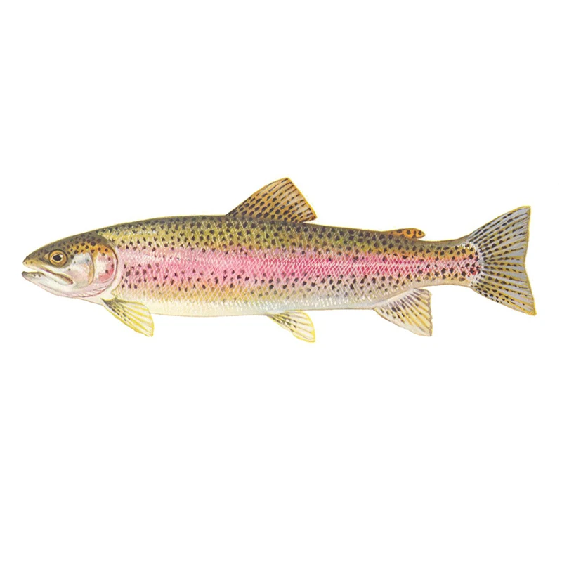 

N617 # для рыбы красочная Автомобильная наклейка устойчивая к царапинам автомобильные наклейки водонепроницаемый холодильник автомобильное украшение для JDM SUV форель