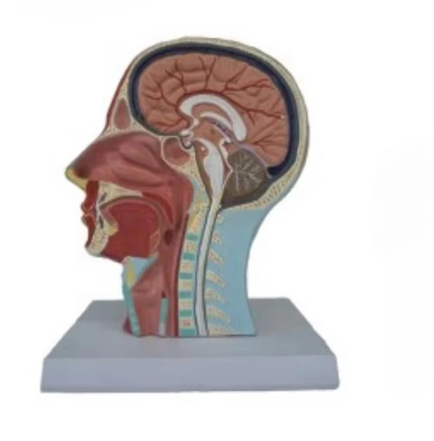 

Half Head Lfe Size Anatomy Skull Model Simulation Teaching Model