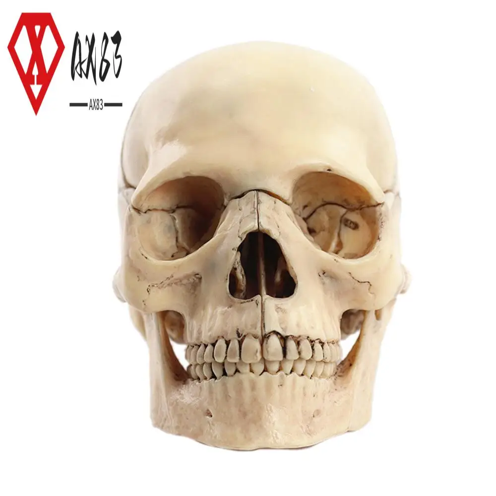 

AX83-1:2 Disassembled Skull Anatomical Model Anatomy Skeleton Skull Model Detachable Teaching Supplies Tool