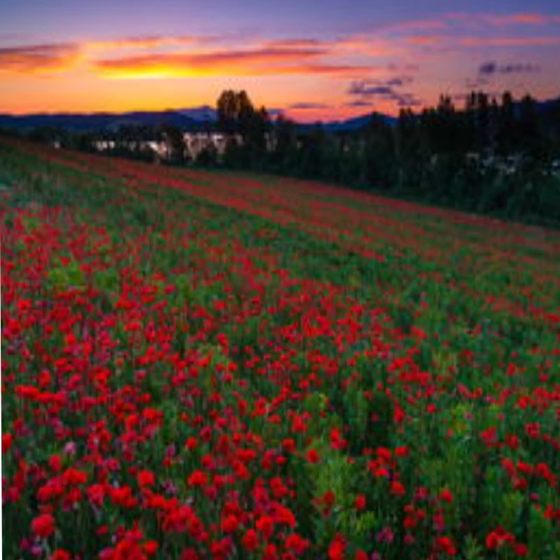 JX CLS5830HV 30KG 6-8.4V เซอร์โวมอเตอร์ดิจิตอลกันน้ำ แรงดันสูง พร้อมเกียร์โลหะ สำหรับรถบังคับวิทยุ RedCat HPI Baja 1/10 และ 1/8 อุปกรณ์เสริมรถครอว์เลอร์