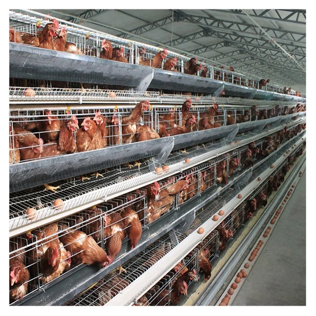A Type Battery Layer Chicken Cages Automatic Egg Poultry Farming Equipment System 1