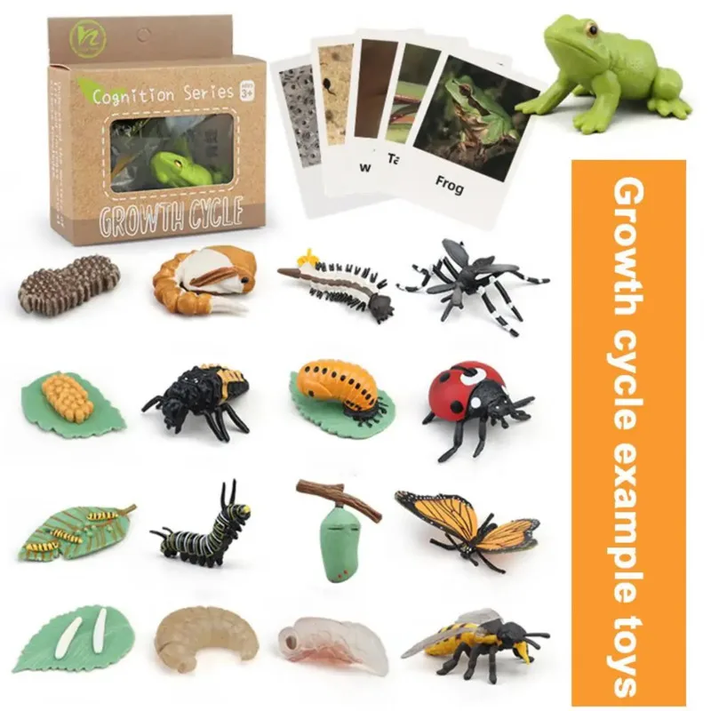 Figurines animales avec cartes Flash pour l\'apprentissage, jeu d\'association, modèle de biologie créative, aides au fuchsia, vie Montessori