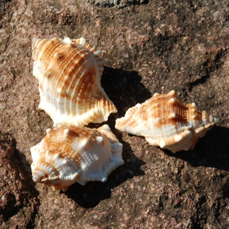 Concha natural de Bufonaria rana, artesanía de conchas marinas de estilo mediterráneo, decoración de acuario, adorno de concha, pieza de exhibición de coleccionista