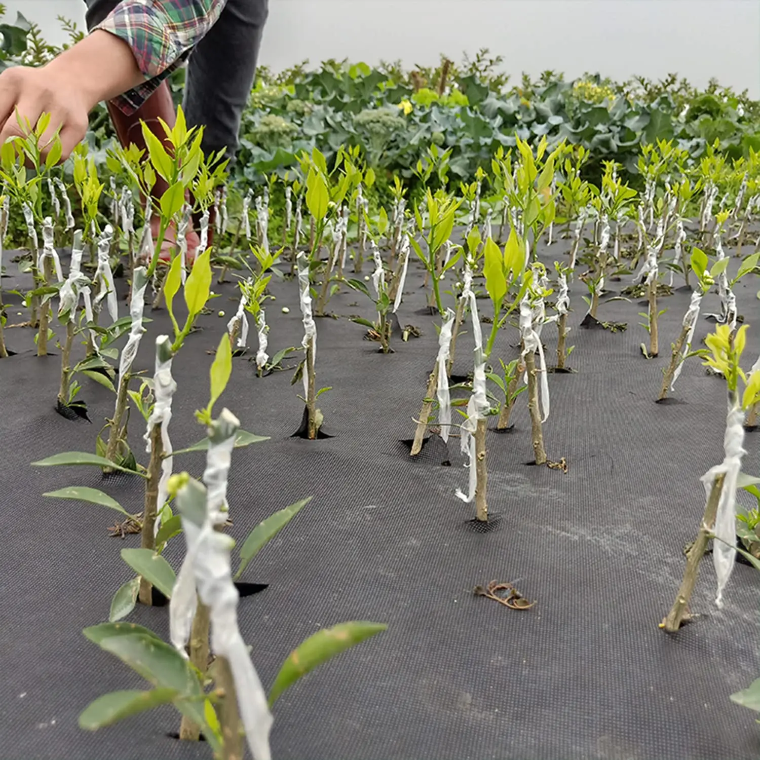 200 متر بولي ايثيلين تطعيم الشريط فيلم ذاتية اللصق لشجرة الفاكهة الحضانة النباتات الشتلات الكرمة زهور الطماطم تطعيم لوازم تمتد #6