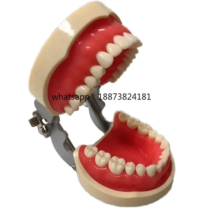 Compatible Typodont Nissin Dental Model With 32 28 Loose Teeth for Replacement   fast shipping
