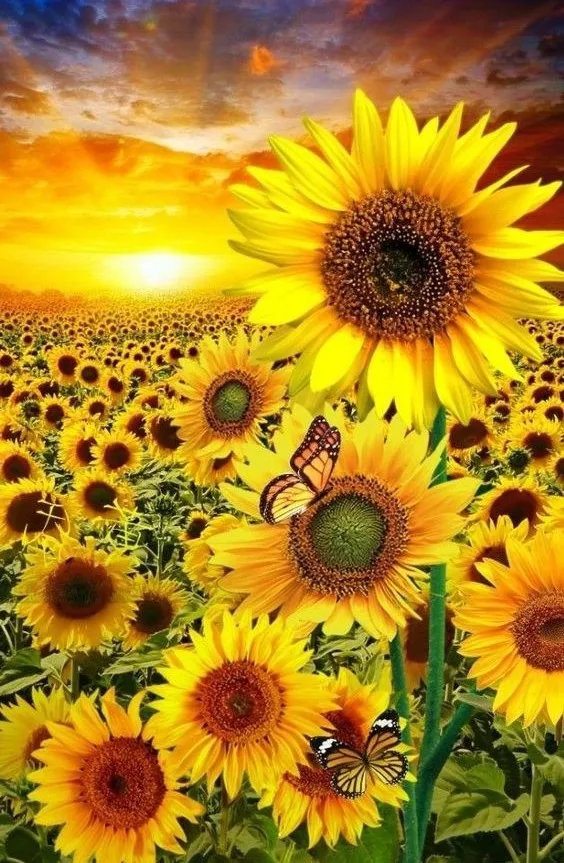 JMINE Div 5D Sunflower Flowers Garden Landscape sun Full Diamond Painting cross stitch kits art floral 3D paint by diamonds