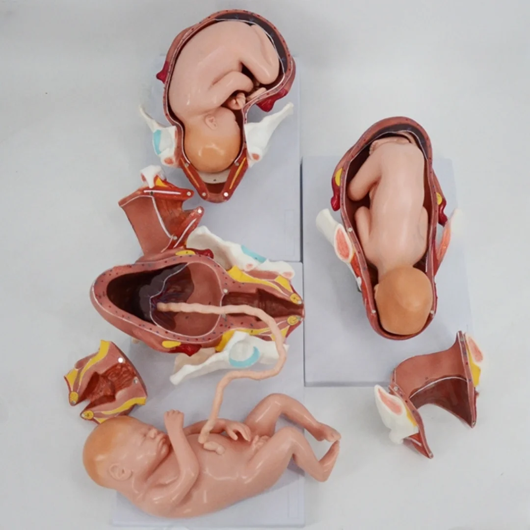 Model of Delivery Process of Full-term Fetus Medical Science Fetal Embryo Anatomia Simulator Nursing Articles Educational Teachi