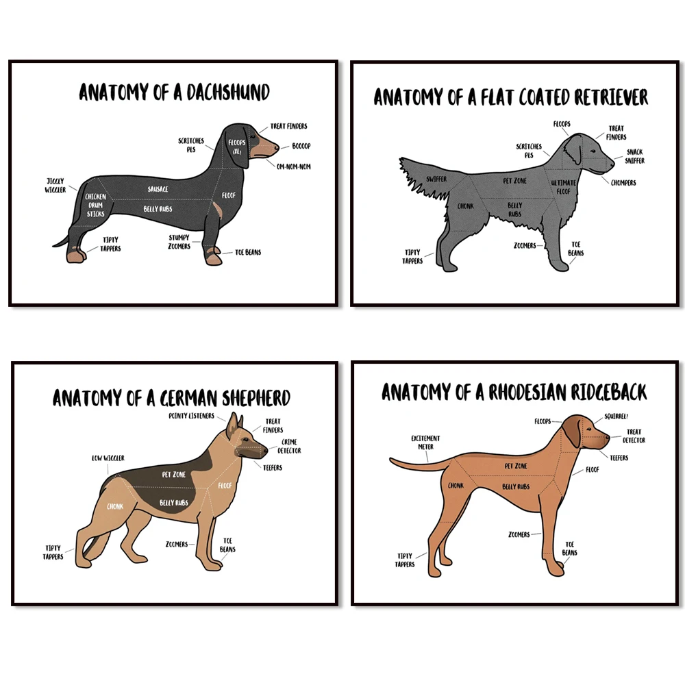 Anatomical animal poster of German shepherd, Rhodesian ridgeback, Weimaraner, golden retriever, flat-coated retriever, dachshund
