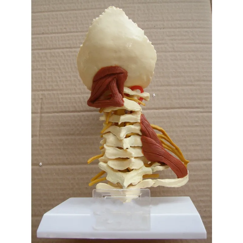 1:1 Life Sized Human Cervical Spine Anatomy Model with Muscle Nerve Brainstem Occipital Bone Medical Teaching BoneAids