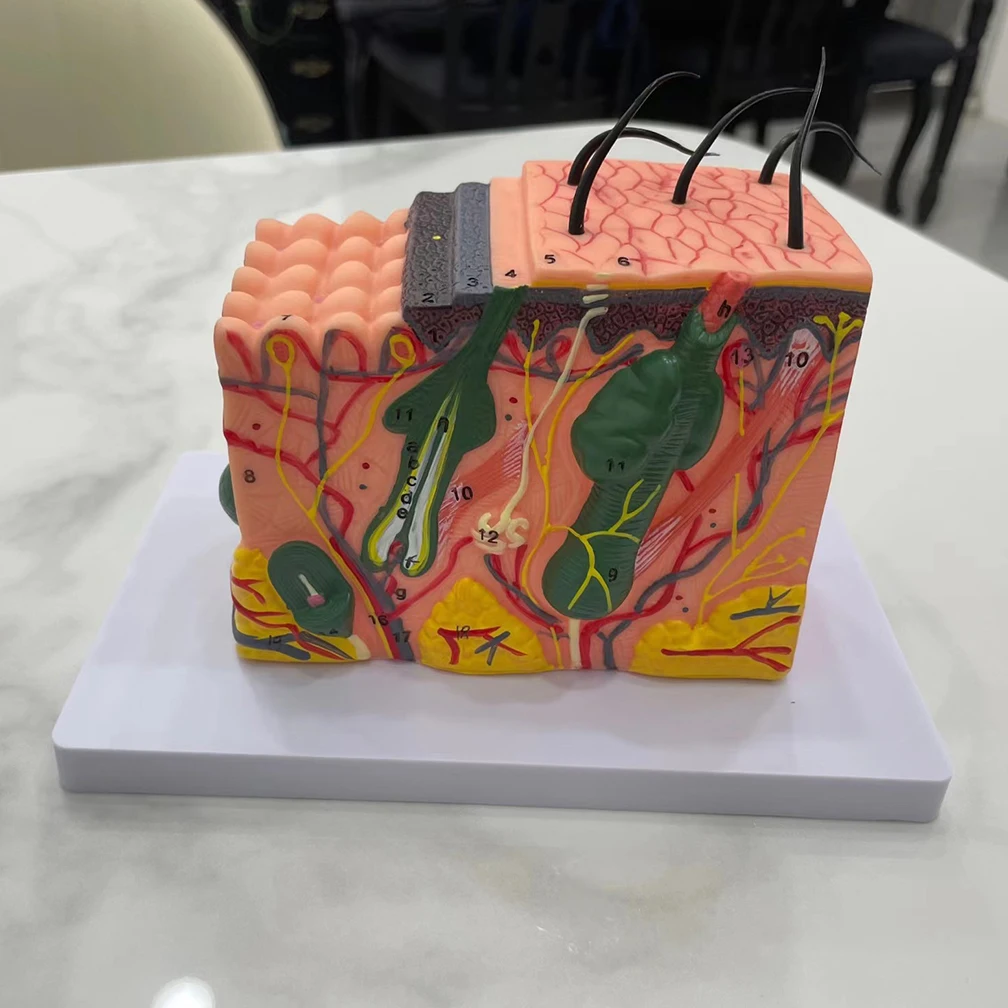 35X 50X Anatomical Human Skin Structure Anatomical Model for Science Classroom Study Display Education Model