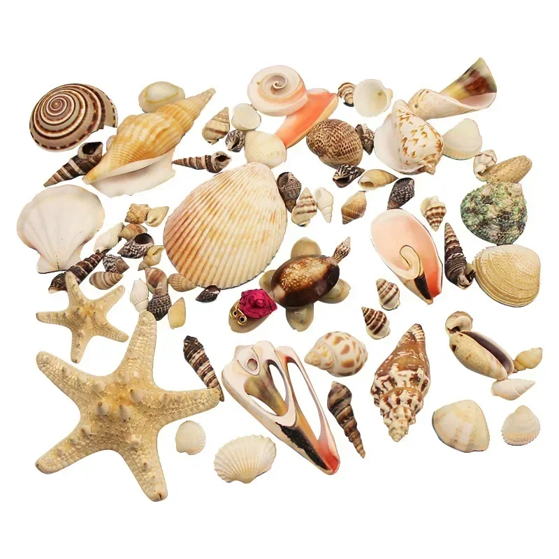 Natural Mini Conch Mediterranean 1Bag Interesting Colored Mixed Real Small Sea Shells Aquarium Nautical Decoration Ornaments