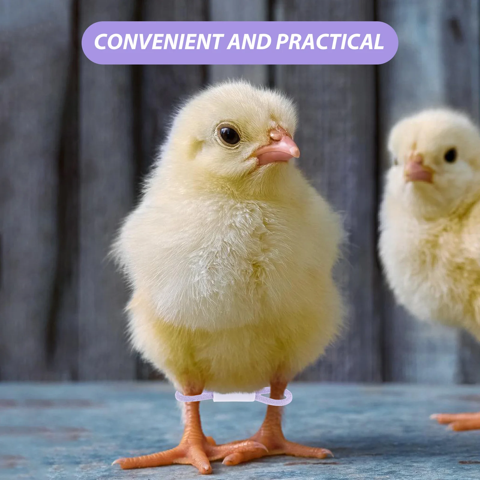 200 قطعة من أربطة أرجل الدجاج المرنة القابلة للتعديل لتحديد مزرعة الدواجن وعلامات الطيور الصغيرة وعلامات الفرخ