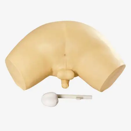 

Prostate Examination Simulator Model