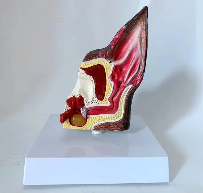 

Pet Ear Simulation Teaching Model for Pet Schools, Medical Students and Animal Doctors