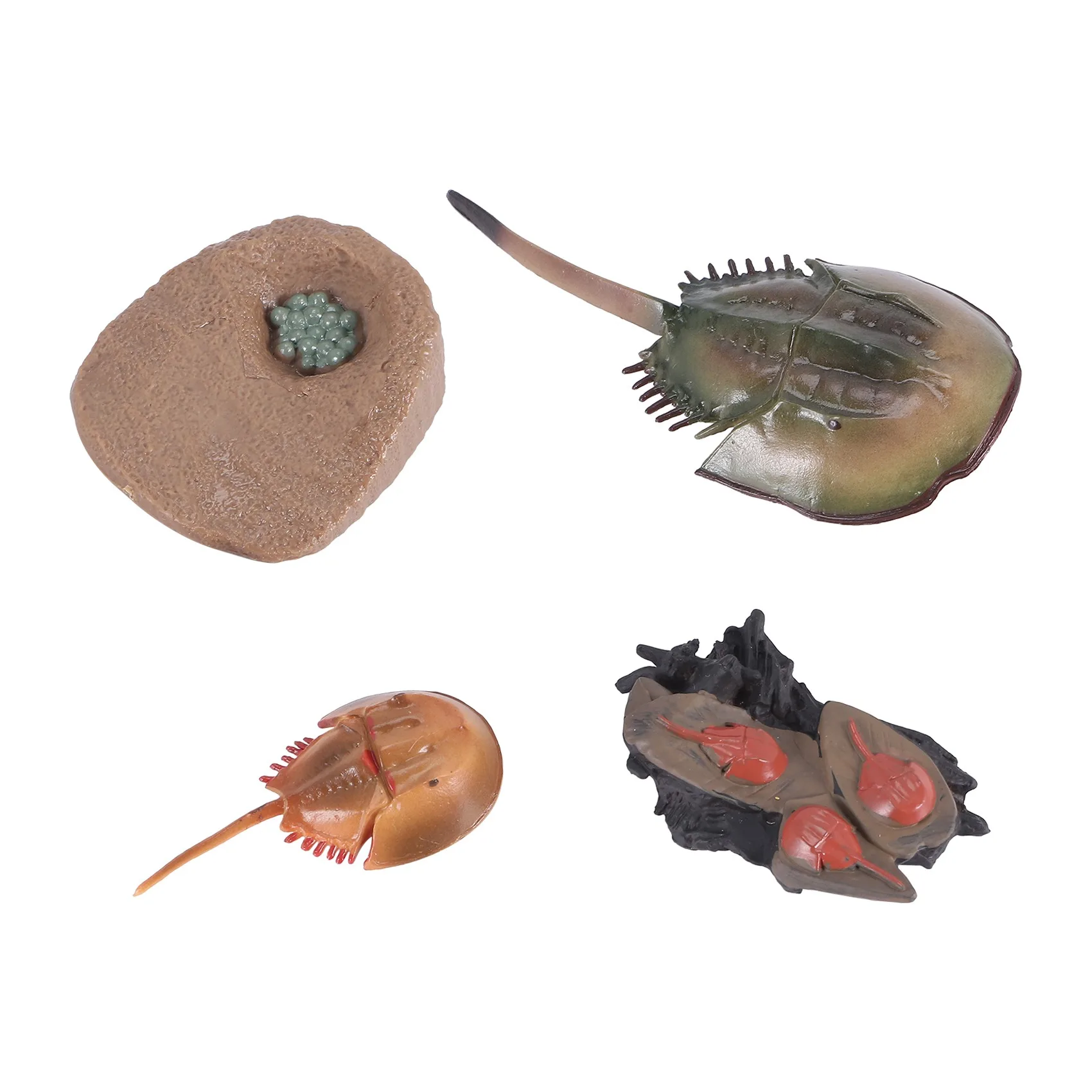 Simulation Horseshoe Crabs Growth Cycle Model,Insect Life Cycle Model Life Cognition Model Ornaments