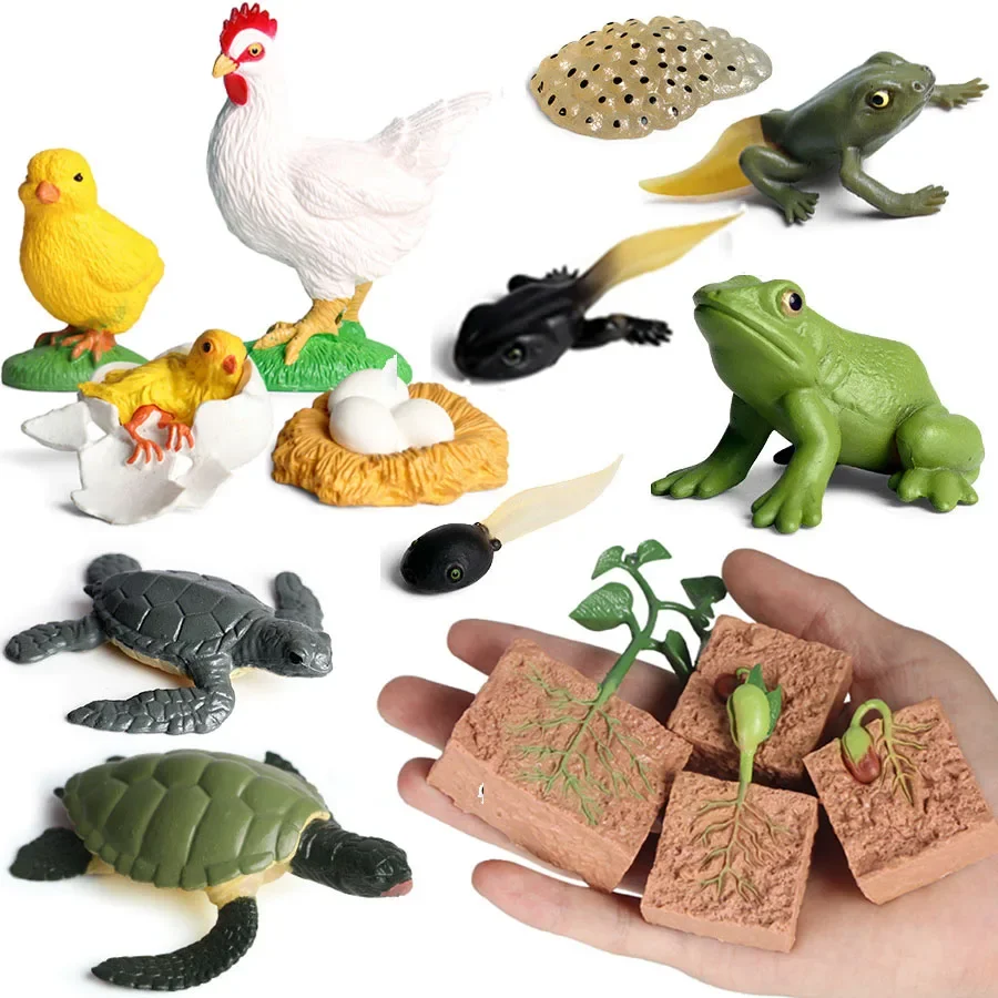 AliExpress Animals Plants Life Cycle Simulation Model Table Ornament Decoration Learning Biology Cognitive World Growth Process Model JXB