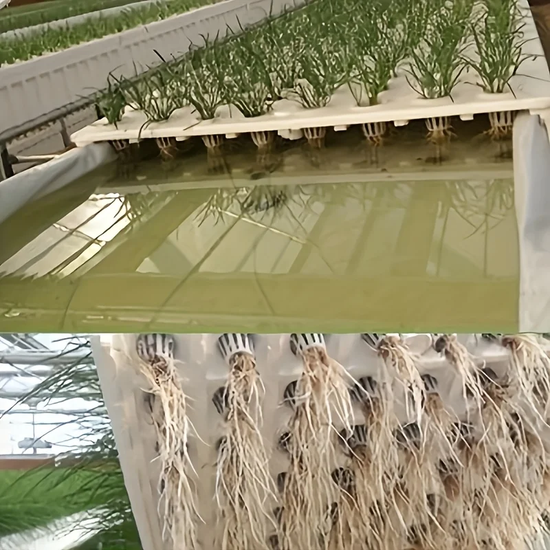 10pcs Hydroponic Seedling Basket Set (Includes 10 Planting Baskets + 10 Seedling Sponges)|Seed Stabilization to Prevent Drifting - view 4
