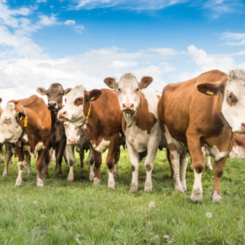 

Multi-function LED Lamp Strobing-blasting/Flashing/Rotating Light for 1/10 RC Model Car 1:14 Tamiya Tractor RC Engineering Truck