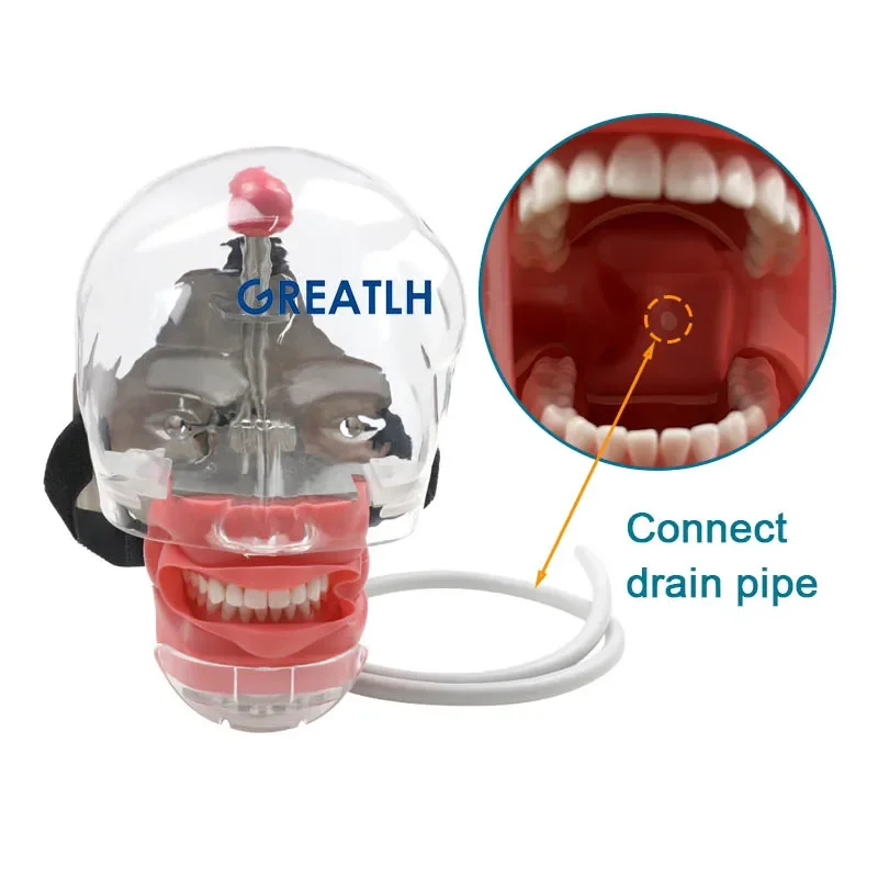 Dental Simulator Phantom głowa Model dla dentysty nauczanie praktyka szkolenie badanie narzędzie stomatologiczne