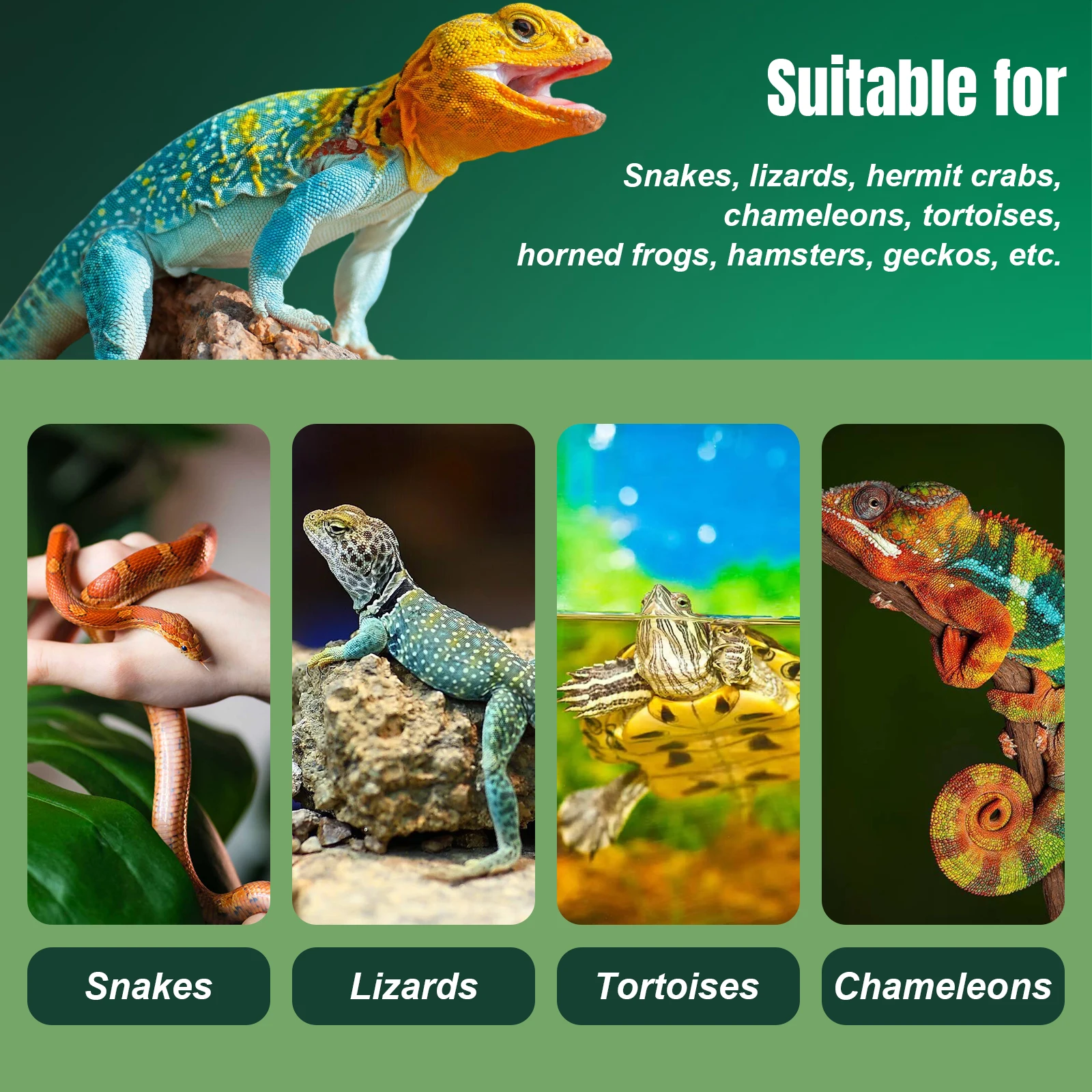 Reptile Zoo Tall Glass Rainforest Habitat Double Hinge Door with Screen Ventilation Reptile Terrarium Easy Assembly Tree Frogs - Image 5