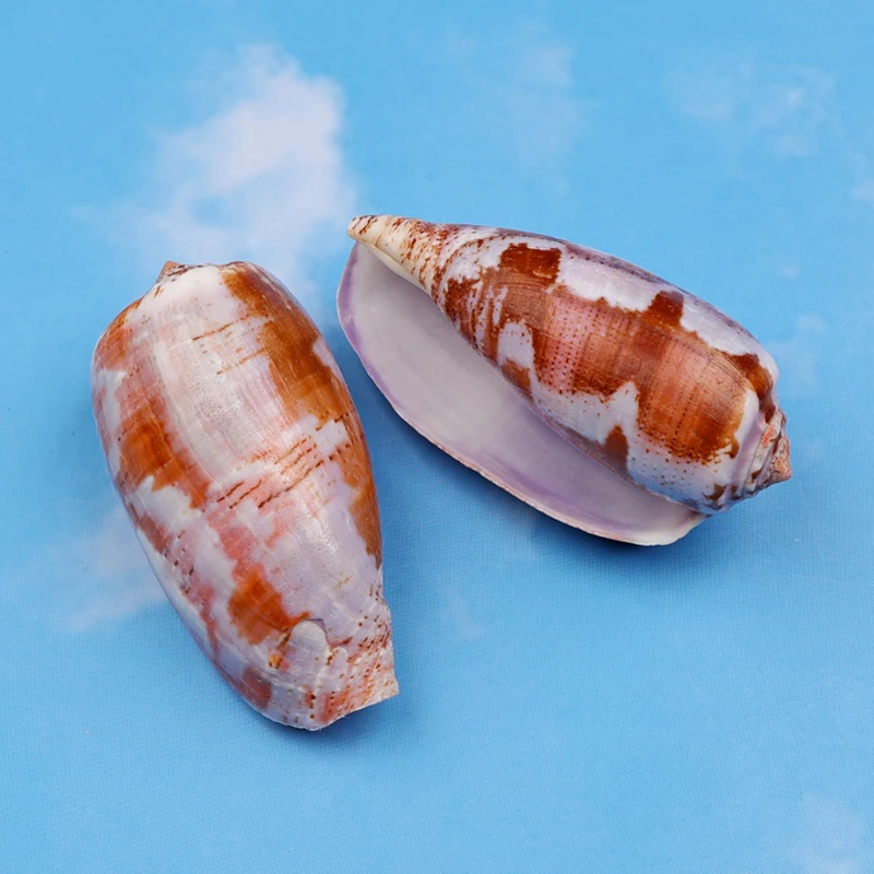 Gastridium Tulipa Natural Sea Snail Rare Specimen Collection Gift Fish Tank Landscaping Home Decoration Ornaments Sea Shells