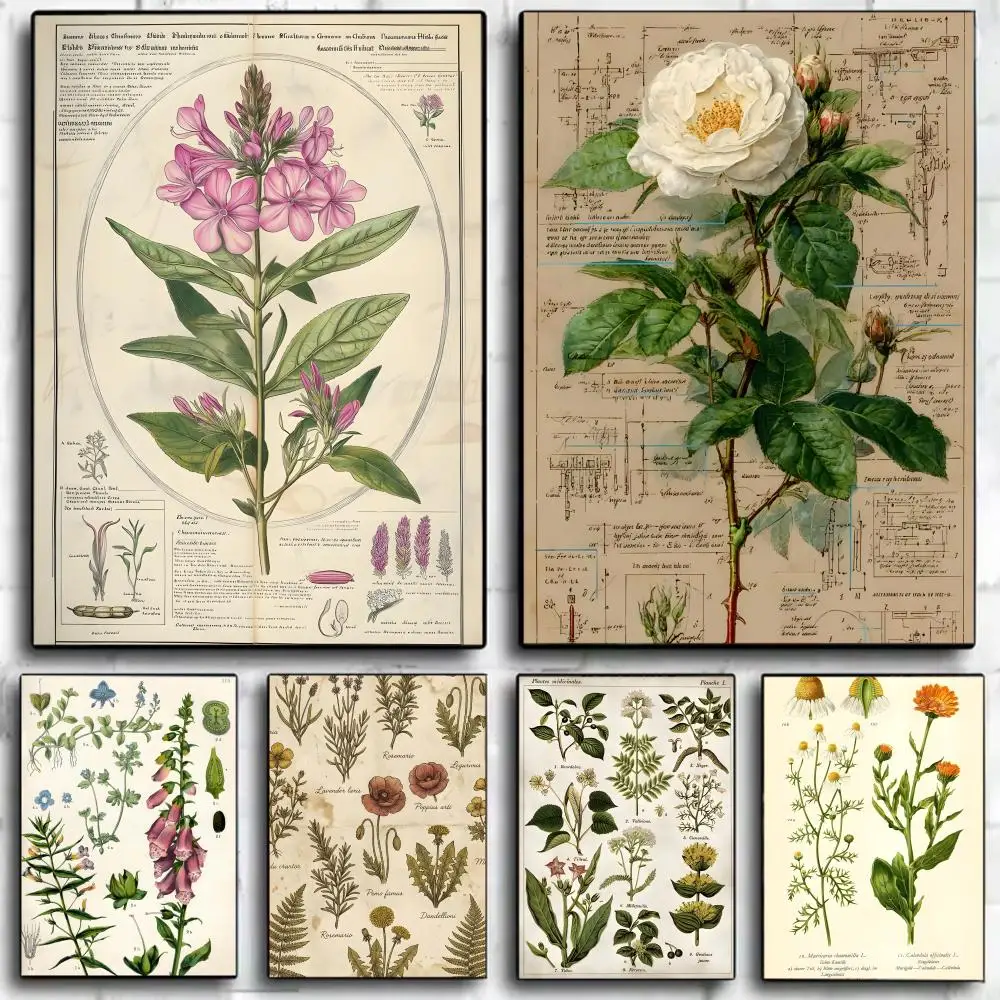 Botanical Artwork Plant Flower Study Poster Wall Art Print Decorative Mural Home Decor Gift Unframed