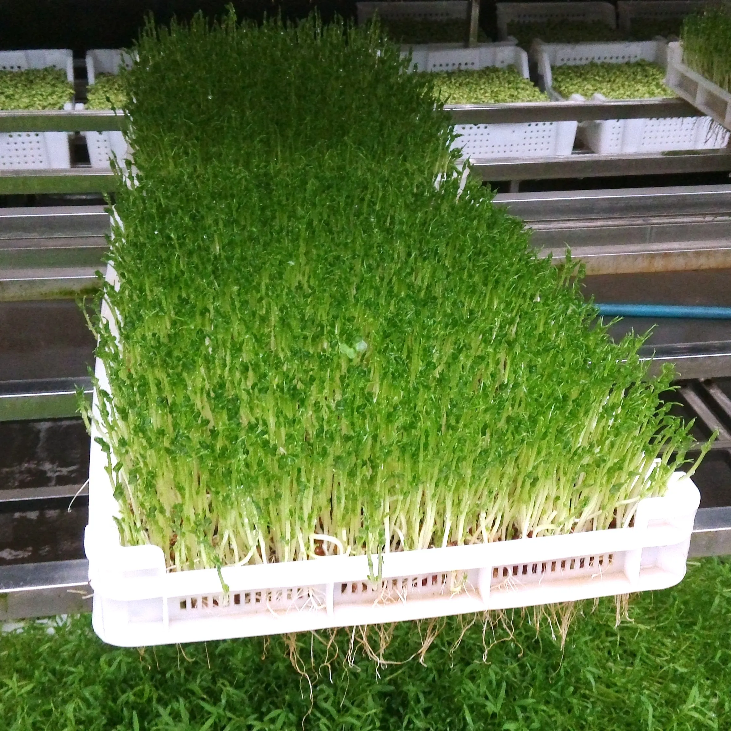 Hydrokultur-Bohnen- und Erdnuss-Sprosmaschine von bester Qualität