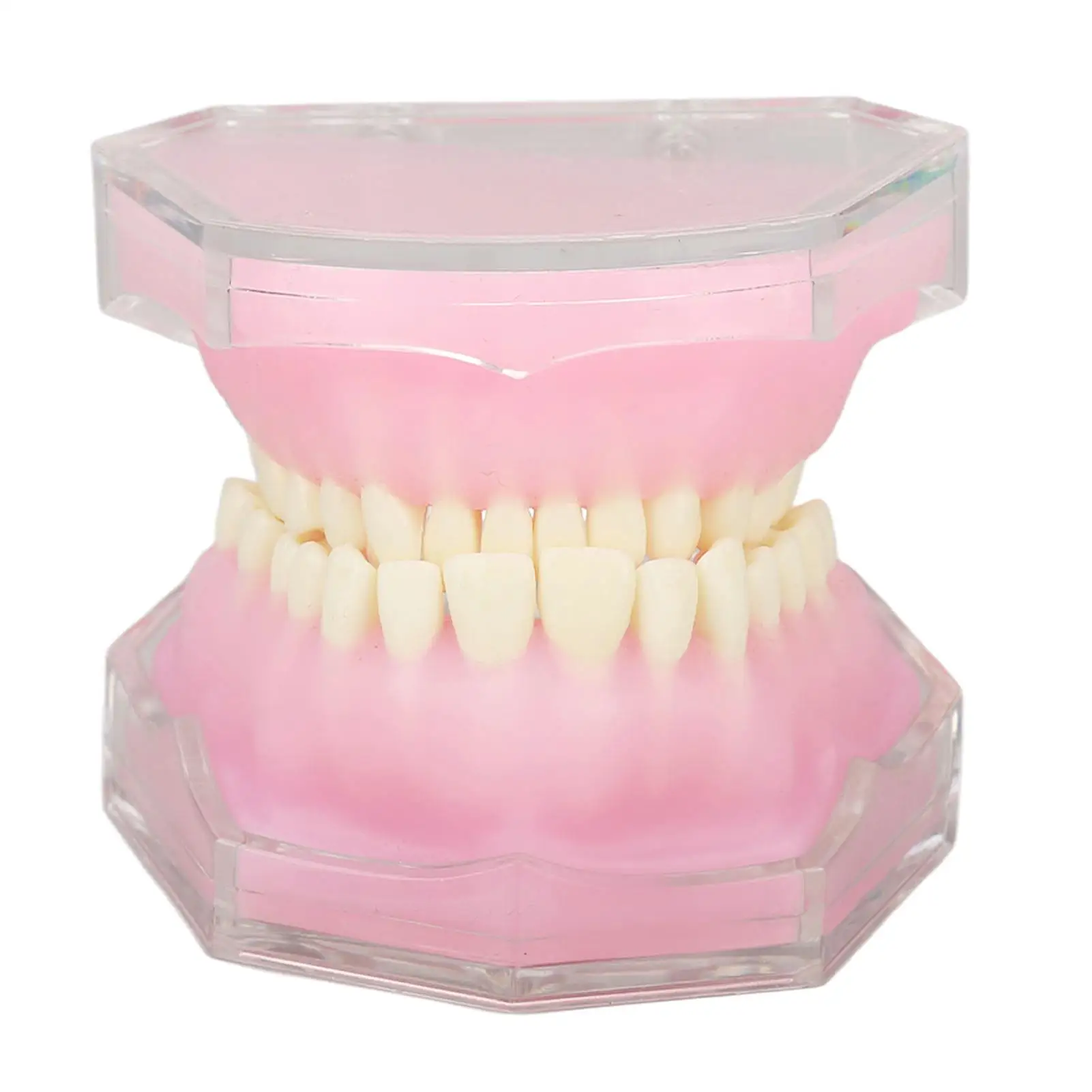 

Resin Detachable Dental Model for Practice for teaching - Implant Teeth Dentures