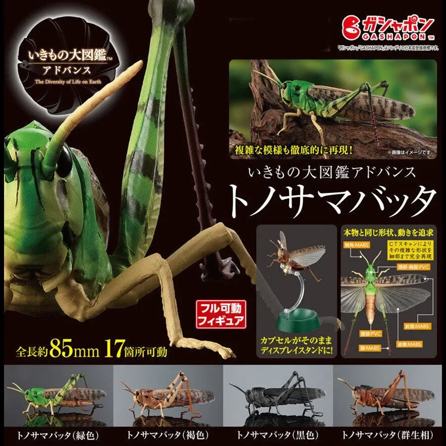 Japanese Genuine Gacha Scale Model Biological Cognitive Model Limited Assembled Migratory Locust Action Figure Toys