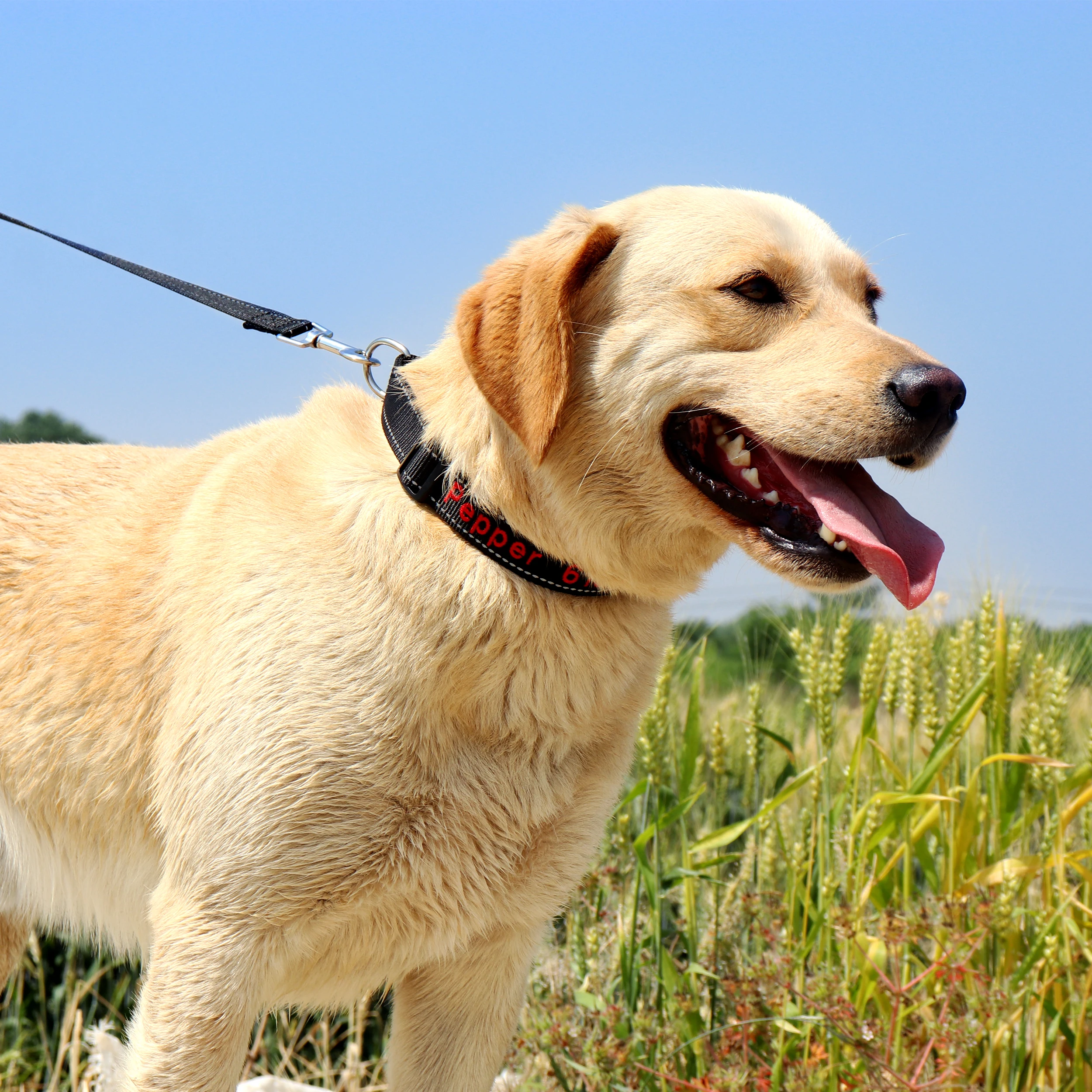 Personalisierte bestickte Hundehalsbänder aus Nylon, individuelles Welpen-ID-Namenhalsband für kleine, mittelgroße und große Hunde, verstellbares Haustierhalsband – Detail 19