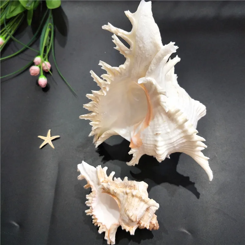 Kirin Snail Natural Conch Shell, Thousand Hand Snail Landscape, Fish Tank Landscaping, Creative Home Collection, Specimen