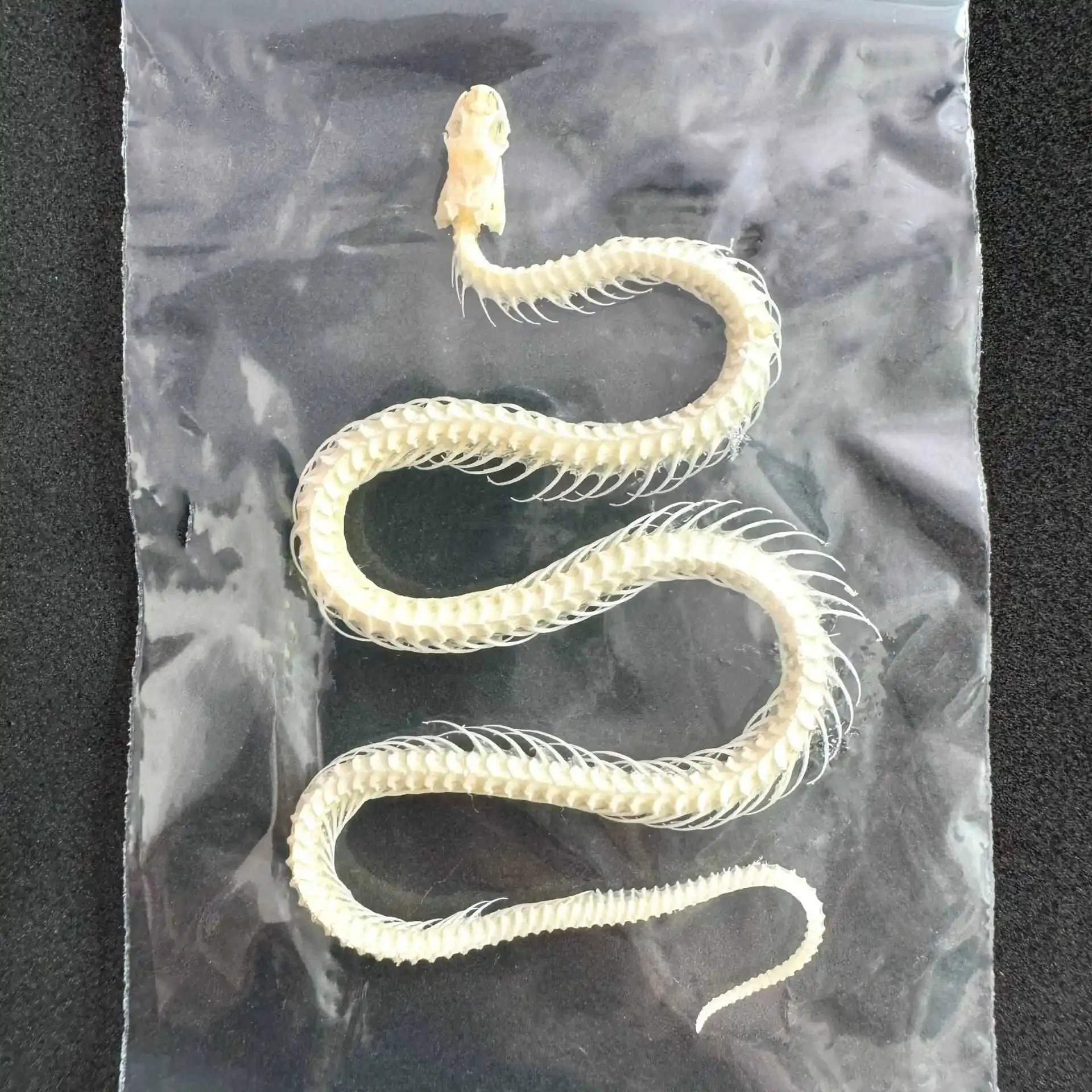 

1 Pcs Complete Specimen of Snake Skeleton/ Real Bone/Collection/Garden, Water Tank Decoration/ 10cm