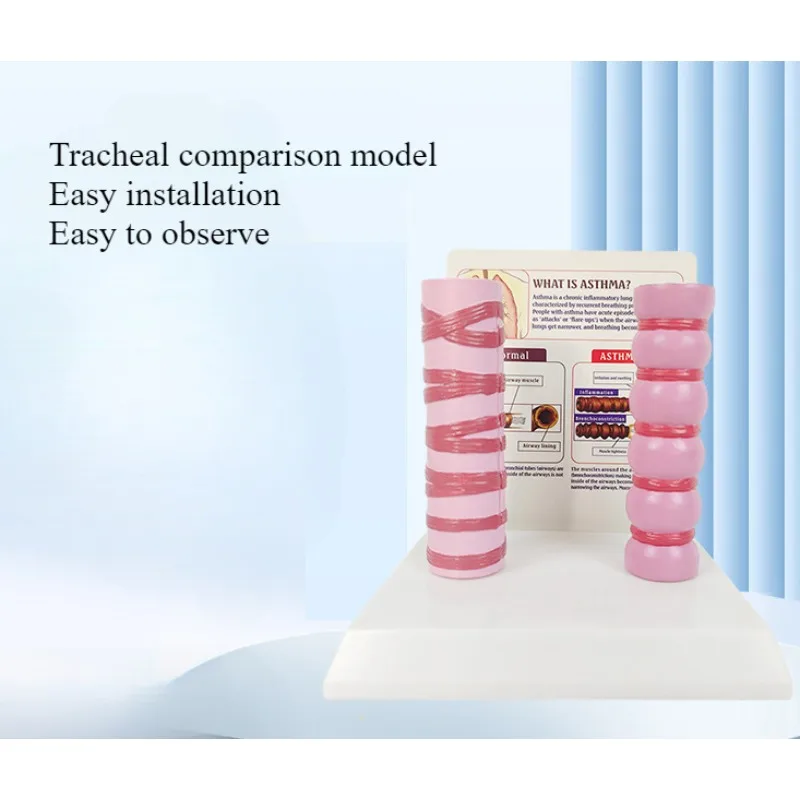 

Comparative Model of Human Trachea Organ Anatomy Respiratory System Structure Medical Textbook Teaching Tool Model