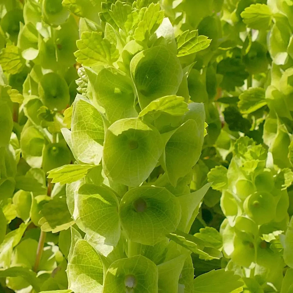 Graines irlandaises de Ringtones, plantes annuelles à fleurs vertes en forme de cloche, pour jardinières ensoleillées et pour pots, hauteur 50-60 cm, fleurs VII-X