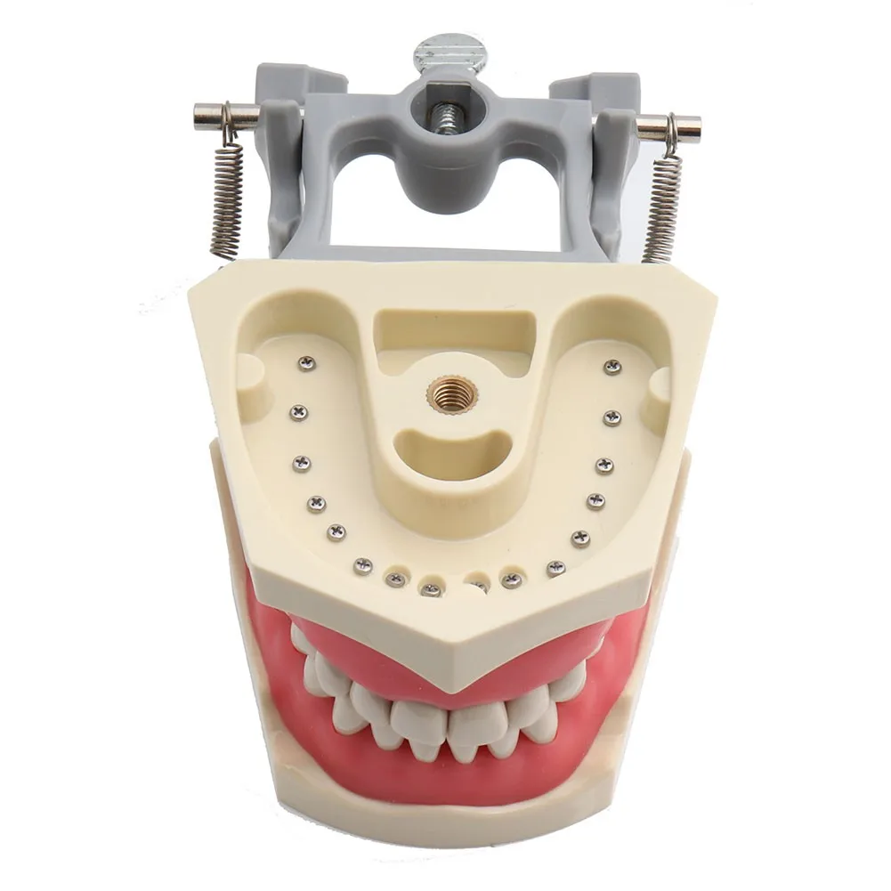 Dental Model Teeth Model ADC Type Dental Teaching Model Demonstration Tooth Model Removable 32 pcs Teeth Available