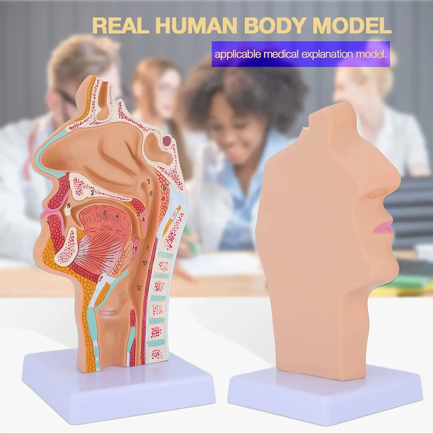Human Nasal Cavity Throat Anatomy Model  Anatomical Pharynx Larynx Model for Study Teaching4.7×4.7×9.5 inch