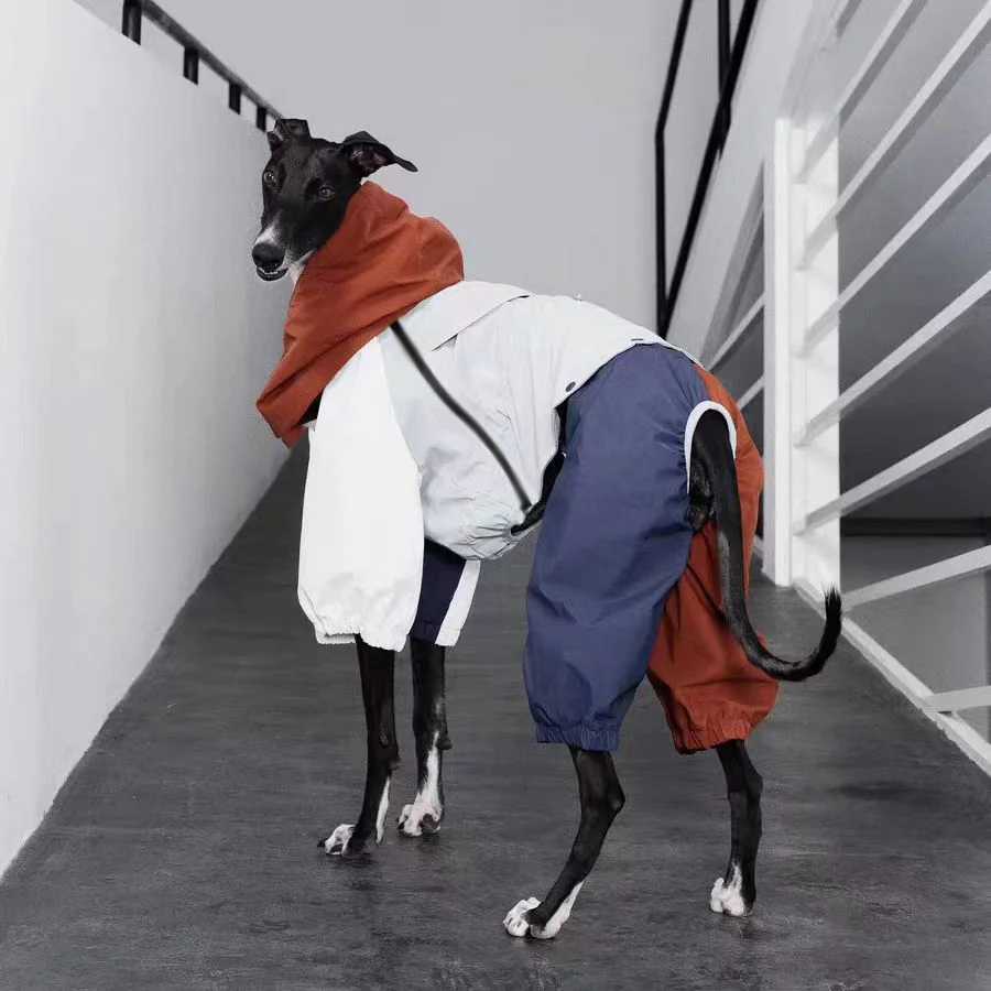 Chaqueta de intercambio galgo italiano Whippet, ropa ligera Iggy, chaqueta impermeable a prueba de viento para medios pequeños, perros grandes
