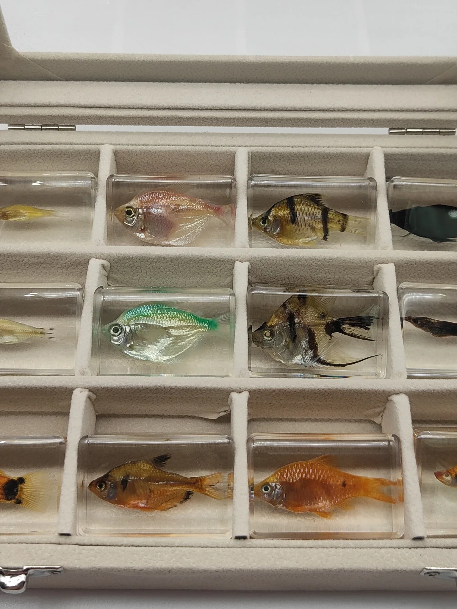 29 New Marine Resin Specimen Amber Crawlers Coral Coral Fish and Crab Biological Collection Teaching Observers DEC