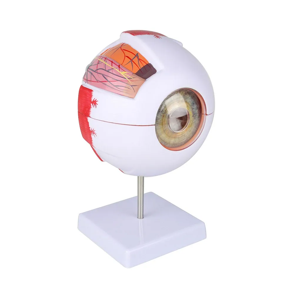 Advanced Anatomical Eye Model Eyeball Eyelid Model Disassemble 6 times Enlarged Optic Nerve For Eye Special Teaching