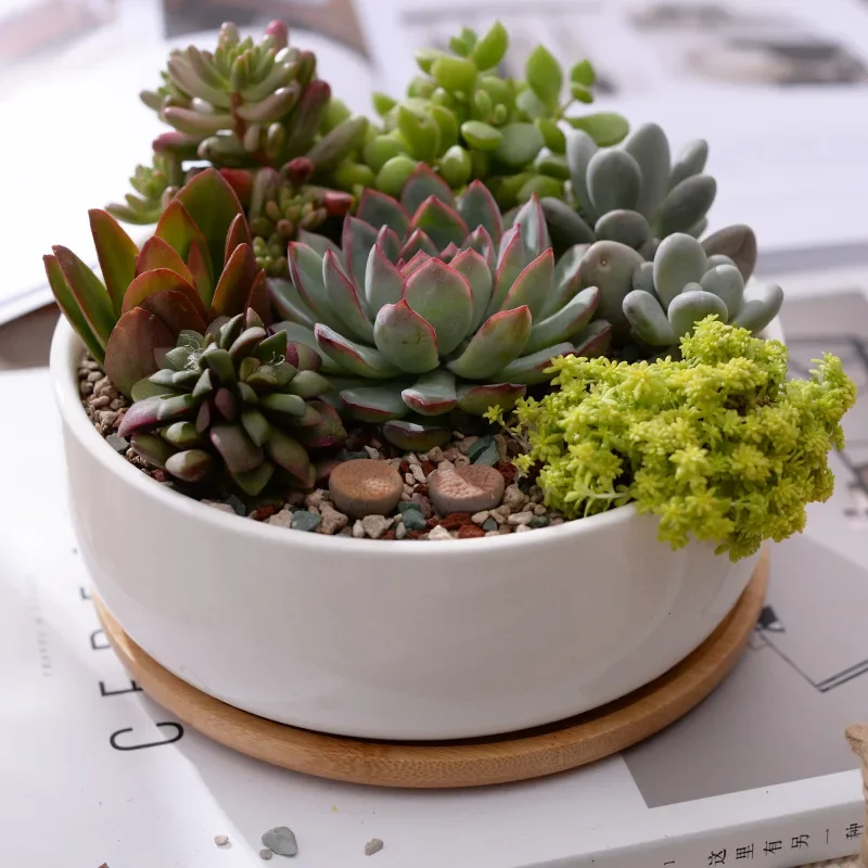 Round White Ceramic Succulent Planter Pot Decorative Cactus Plant Pot Flower Container with Bamboo Tray Home Office Decoration