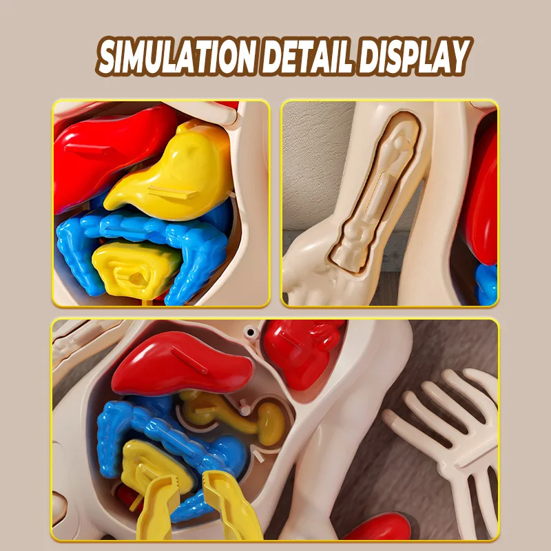 Bambini Biologia Scienza Montessori Giocattoli Corpo umano Organo Anatomia Modello Assemblaggio fai da te Giocattolo medico Studente Apprendimento Strumento educativo