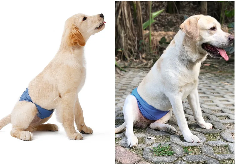 Hot Anti Harassment Dog Diaper Pants Teddy Golden Haired Male Dog Physiological Belt Waterproof Underwear Pet Hygiene Pants