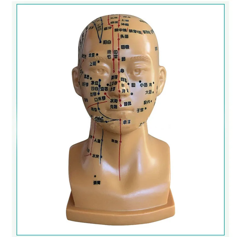 Head Acupoint Model Acupuncture And Moxibustion Lettering With Acupoints Whole Face Head Massage Chart Meridians Model