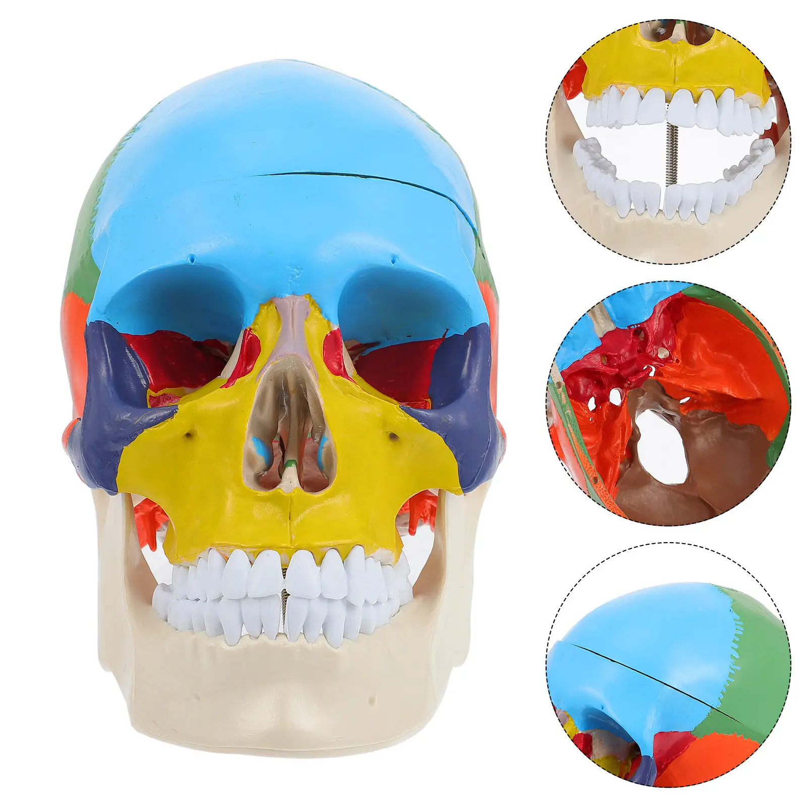 struttura-del-corpo-umano-anatomia-teschio-cervello-testa-modello-anatomico-finto-per-lo-studio