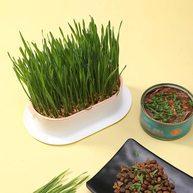 Pet Cat Sprout Dish Growing Pot Hydroponic Plant Cat Grass Germination Digestion Starter Dish Home Office Greenhouse Grow Box