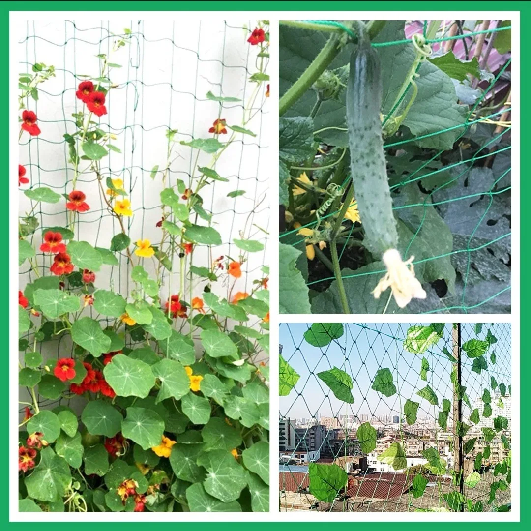 Pflanzenspalier Pergolen, robustes Polyester-Wachstumsnetz, Gartenspaliernetz mit quadratischem Netz zum Klettern von Pflanzen, Gemüse – Detail 4