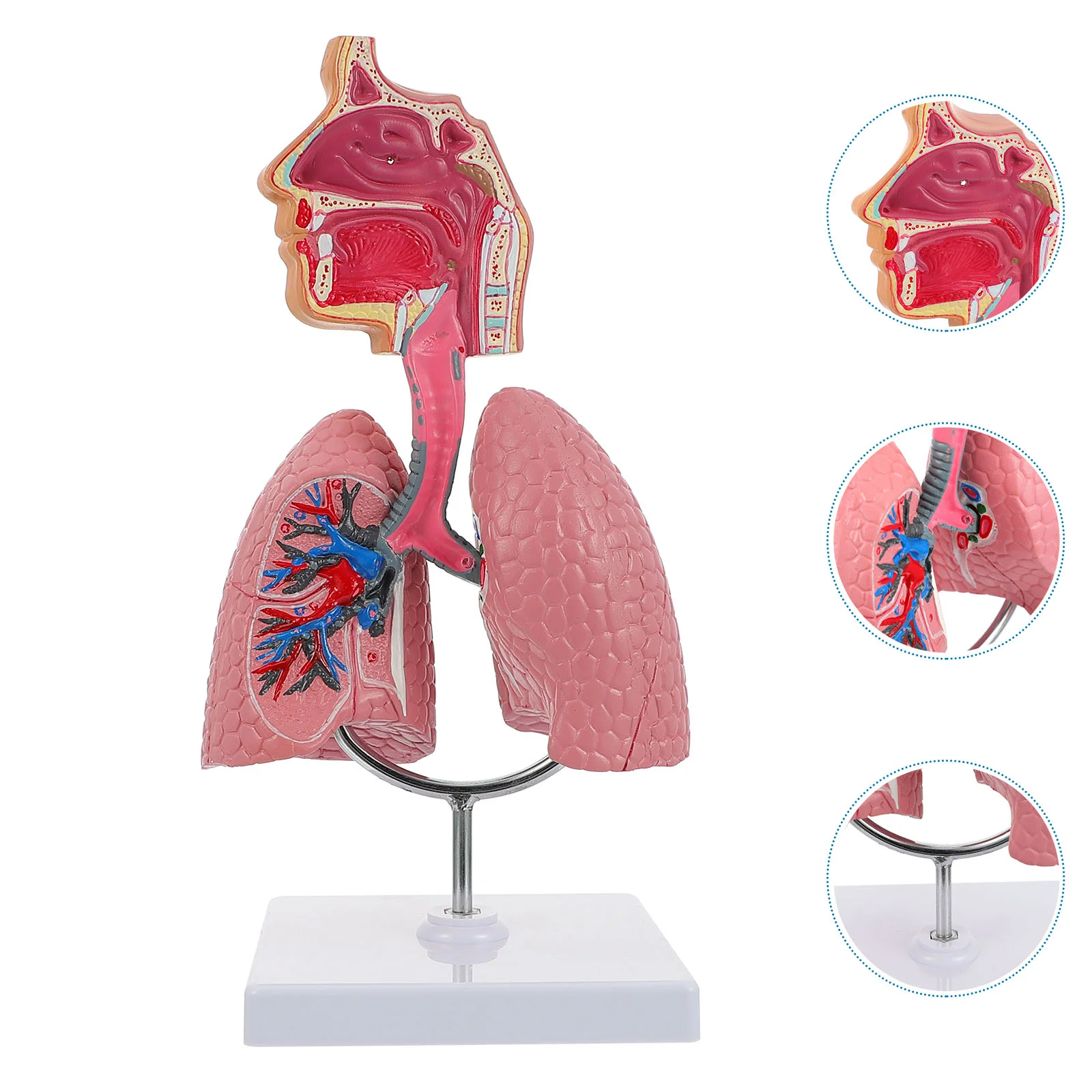 PVC Respiratory System Model Lifelike Teaching Aid for Medical Schools Anatomy Education Practical Human Lung Display Tool
